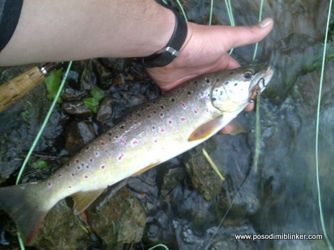 Brown Trout