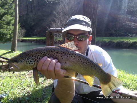 Brown Trout