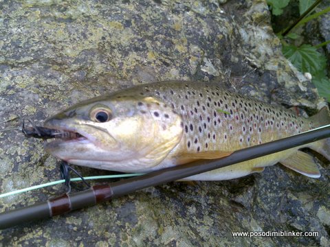 Brown Trout