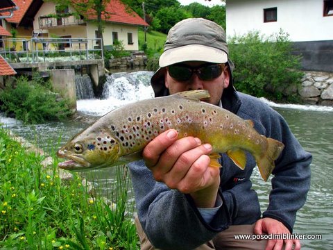 Brown Trout
