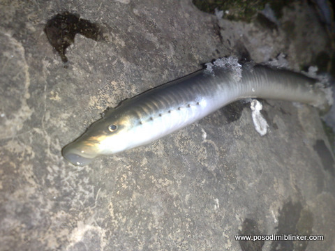 Brook lamprey