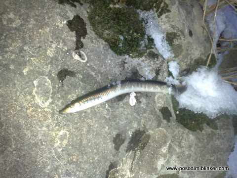 Brook lamprey