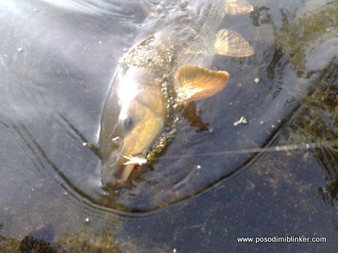Barbel on the fly