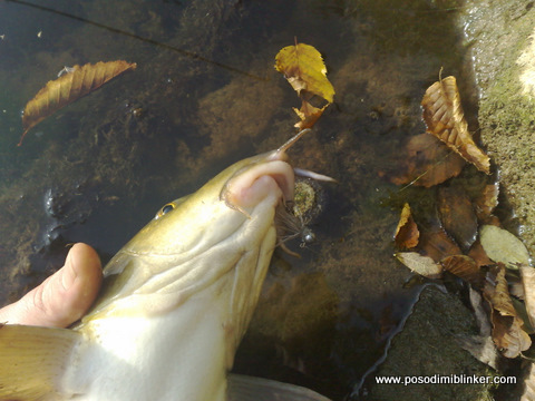 Barbel on the fly