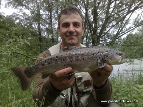 Brown Trout