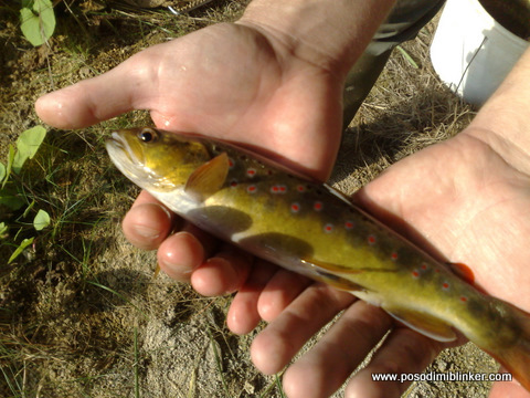 Pure Danube Brown Trout