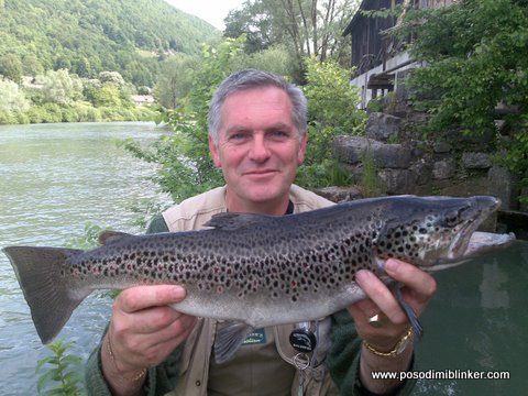 Brown Trout