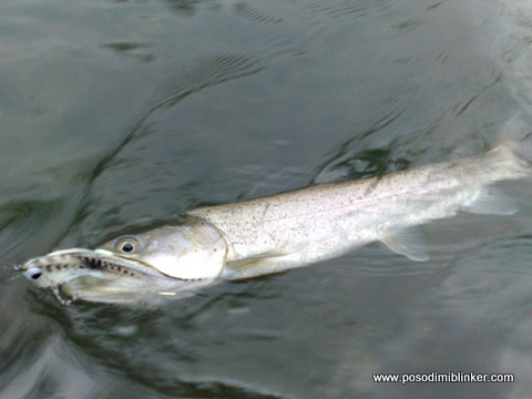 Huchen on the fly, Ljubljanica