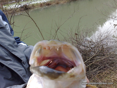 Temenica Pike Fishing