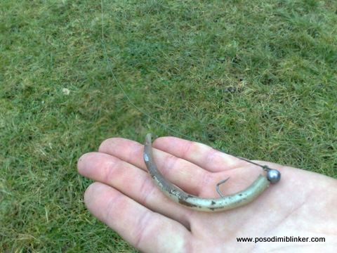 Lamprey Baitfish