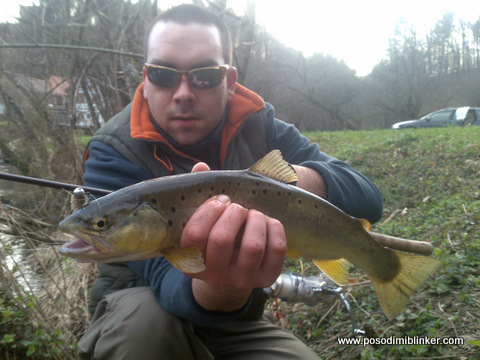 Brown Trout