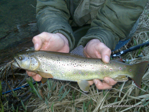 Brown Trout