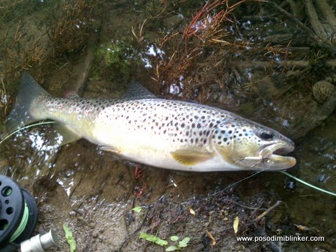Brown Trout