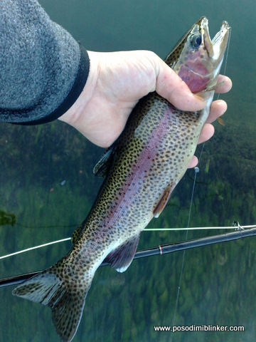 Trophy rainbow trout Krka
