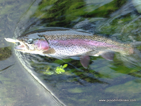 Trophy rainbow trout Krka