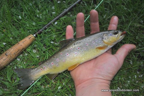 Brown Trout