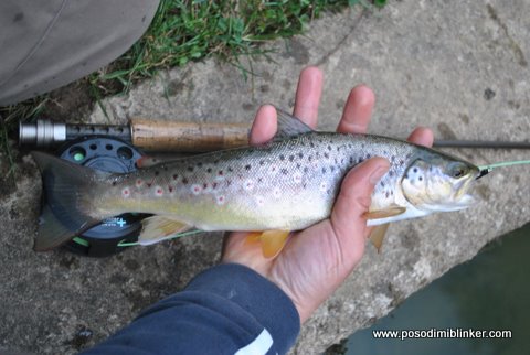 Brown Trout