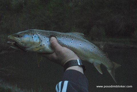 Brown Trout
