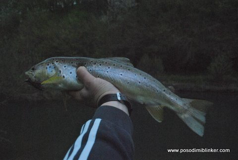 Brown Trout