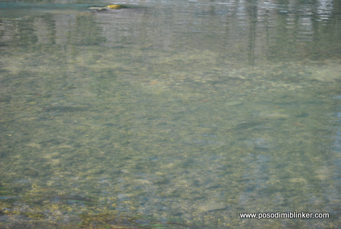 Graylings feasting on Huchen eggs