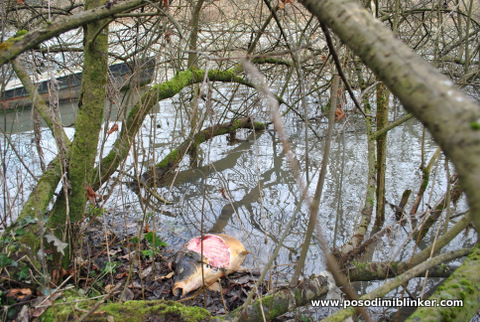 Carp 15kg by Otter Krka