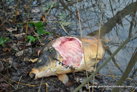 Carp 15kg by Otter Krka