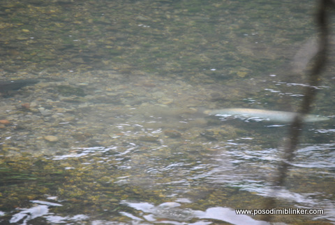 Huchen Krka Huchen Krka