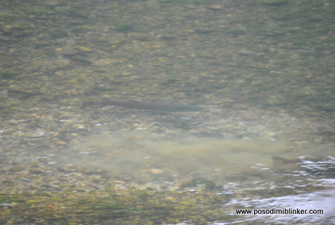 Huchen Krka Huchen Krka