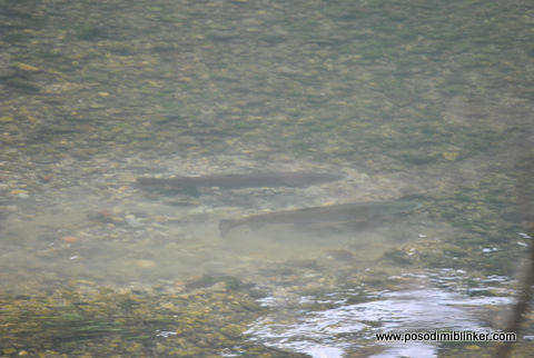 Huchen Krka Huchen Krka