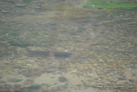 Huchen Krka Huchen Krka