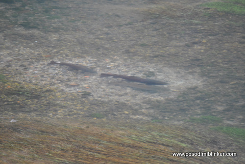 Huchen Krka Huchen Krka