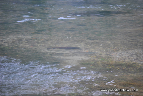 Huchen Krka Huchen Krka