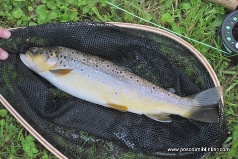Brown Trout