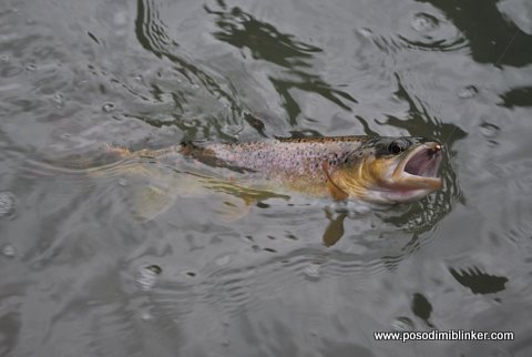 Brown Trout