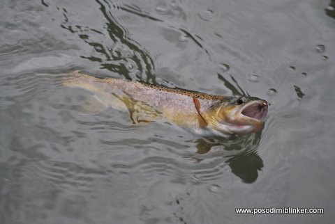 Brown Trout