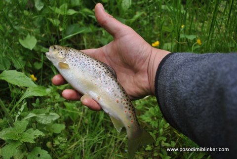Brown Trout