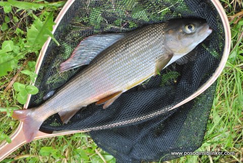 Grayling