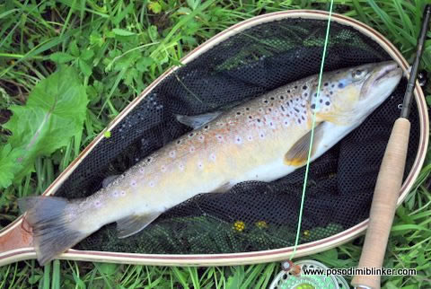 Brown Trout