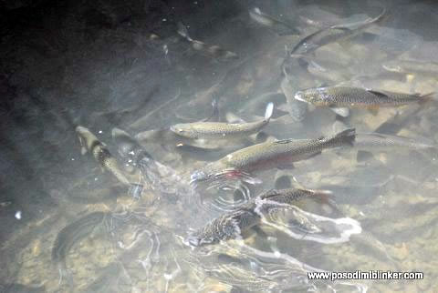 Semi-Wild Brown Trout