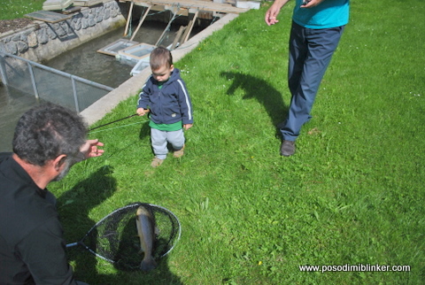 Semi-Wild Brown Trout