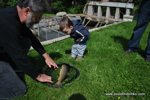 Semi-Wild Brown Trout
