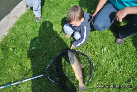 Semi-Wild Brown Trout