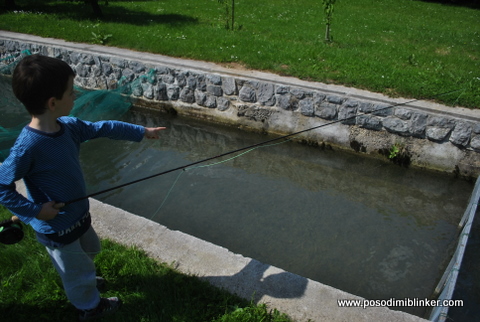 Semi-Wild Brown Trout