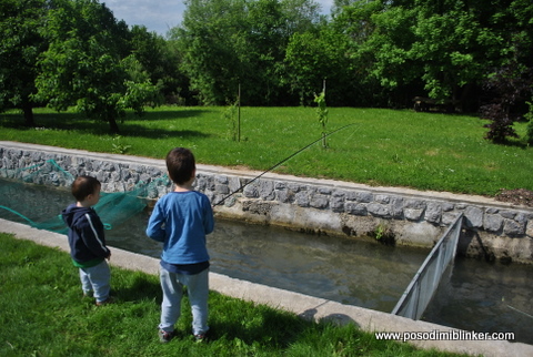 Semi-Wild Brown Trout