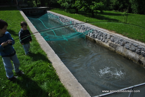 Semi-Wild Brown Trout
