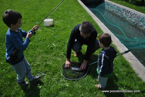Semi-Wild Brown Trout