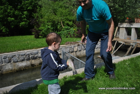 Semi-Wild Brown Trout