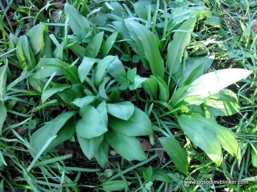 Ramsons -  Wild garlic (ÄŒemaÅ¾ - divji Äesen)