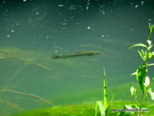 Photography by ÄŒrt N.