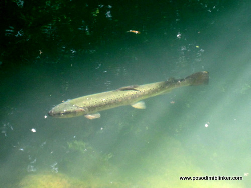 Photography by ÄŒrt N.